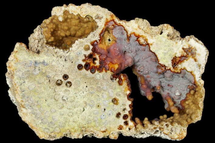 Agatized Fossil Coral Slab - Florida #188013